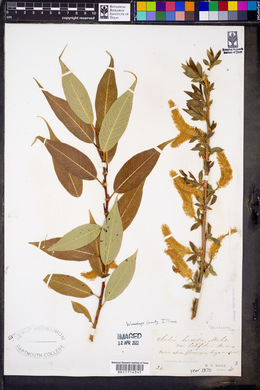 Salix lucida image