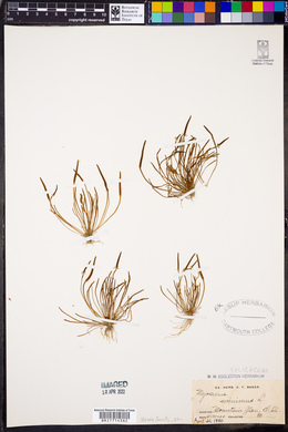 Myosurus minimus image