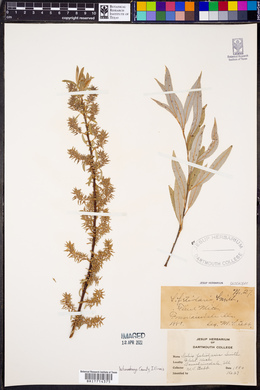 Salix petiolaris image