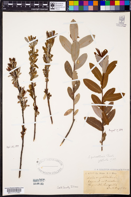Salix myrtilloides image