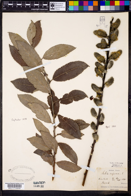 Salix caprea image