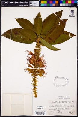 Combretum cacoucia image