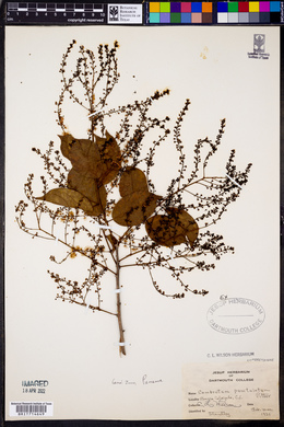 Combretum punctatum image