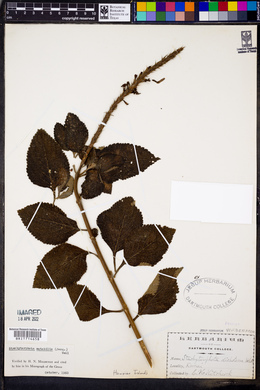 Stachytarpheta mutabilis image