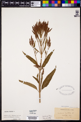 Verbena hastata image