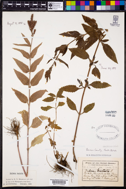 Verbena hastata image