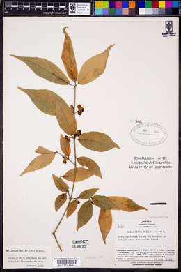 Callicarpa mollis image