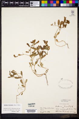 Verbena bracteata image