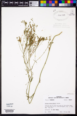 Verbena montevidensis image