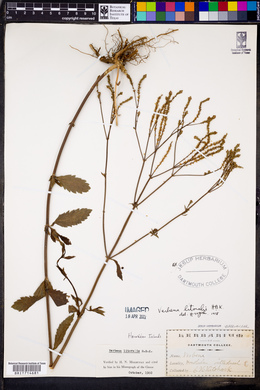 Verbena litoralis image