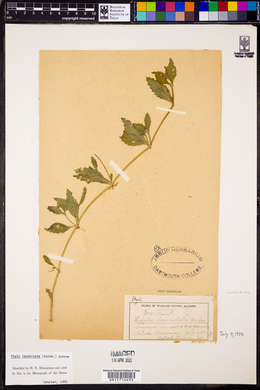 Phyla lanceolata image