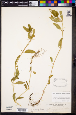 Phyla lanceolata image