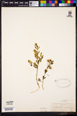 Zygophyllum sessilifolium image
