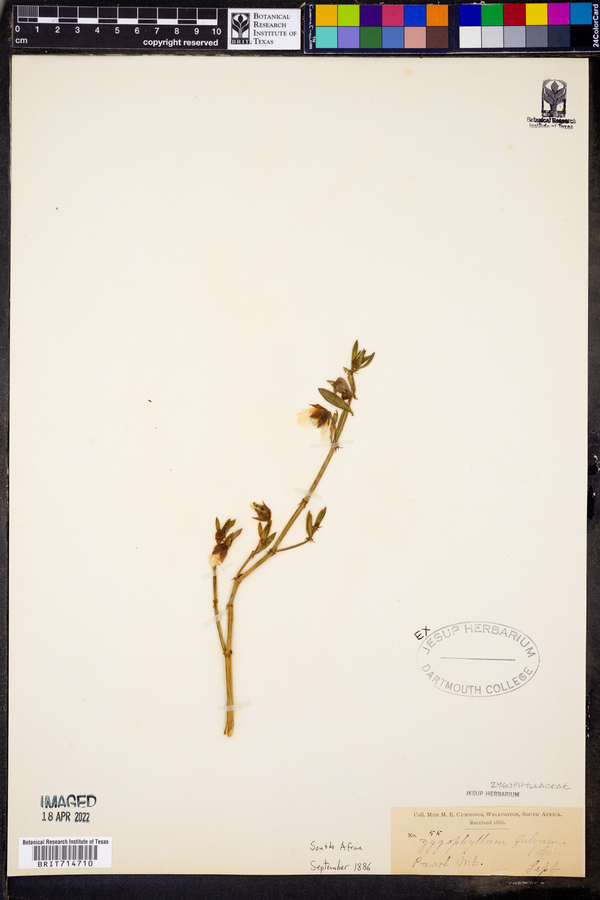 Roepera fulva image