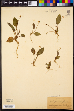 Viola primulifolia image