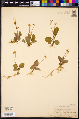 Viola primulifolia image