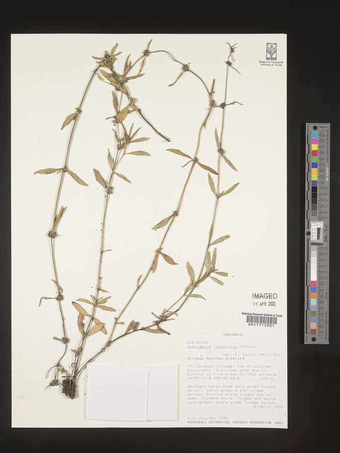 Spermacoce natalensis image