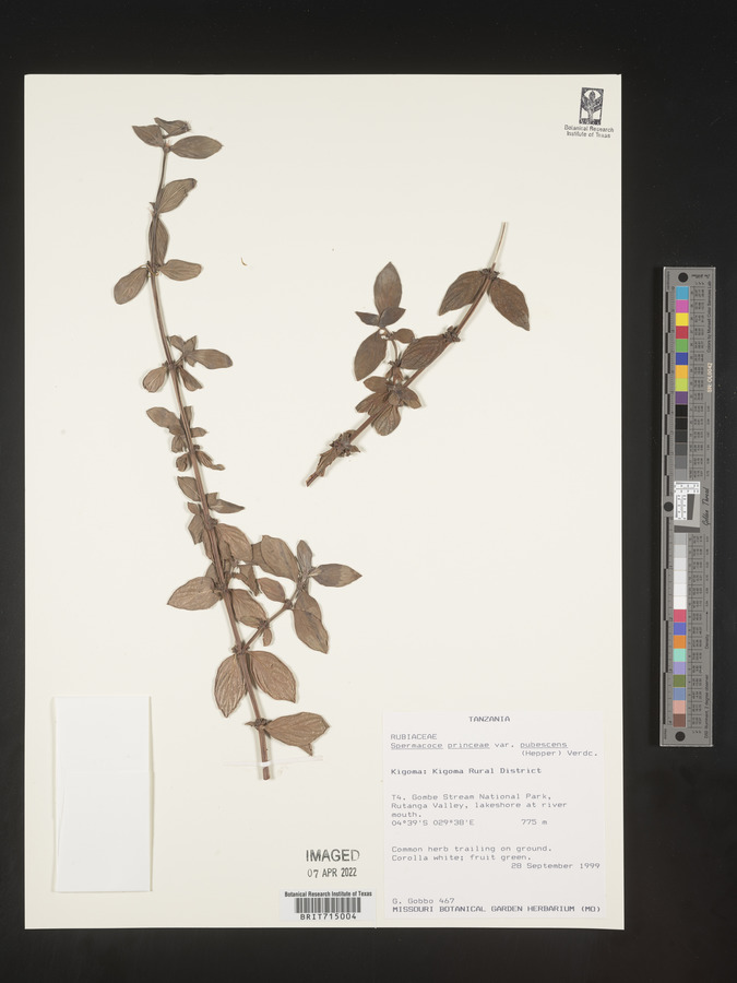 Spermacoce princeae var. pubescens image