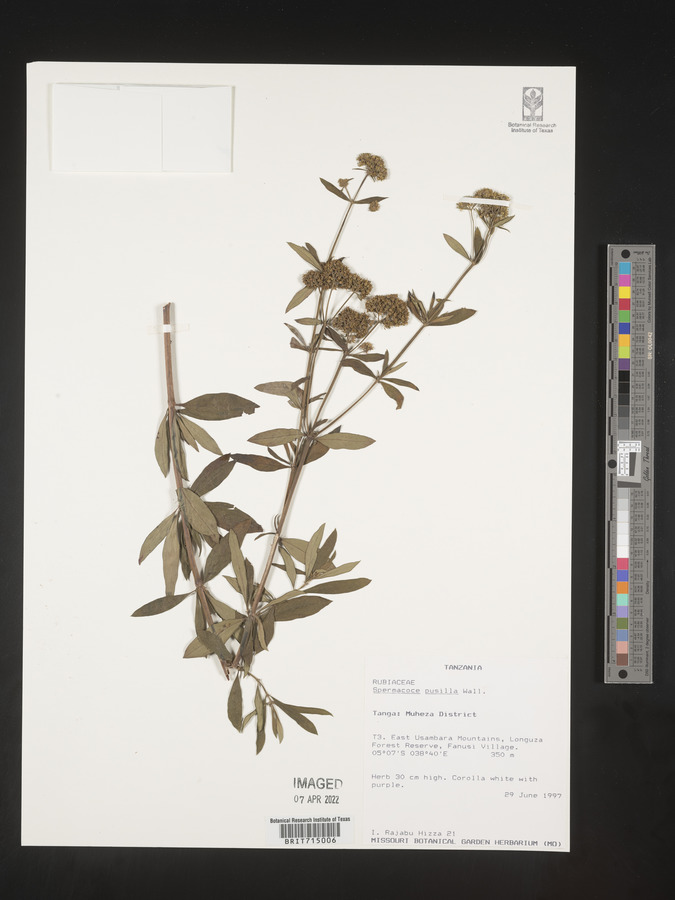Spermacoce pusilla image