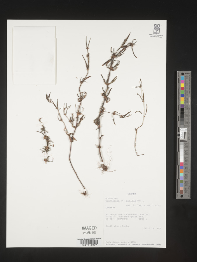 Spermacoce pusilla image
