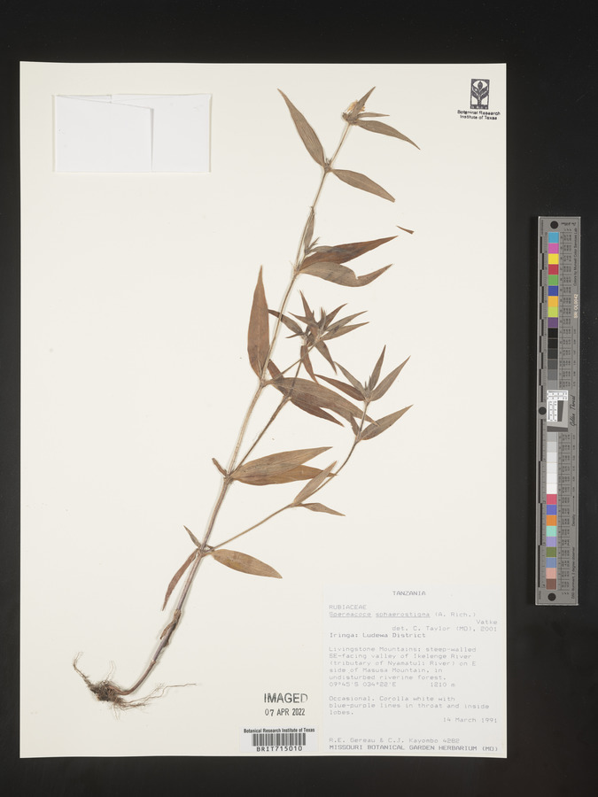 Spermacoce sphaerostigma image