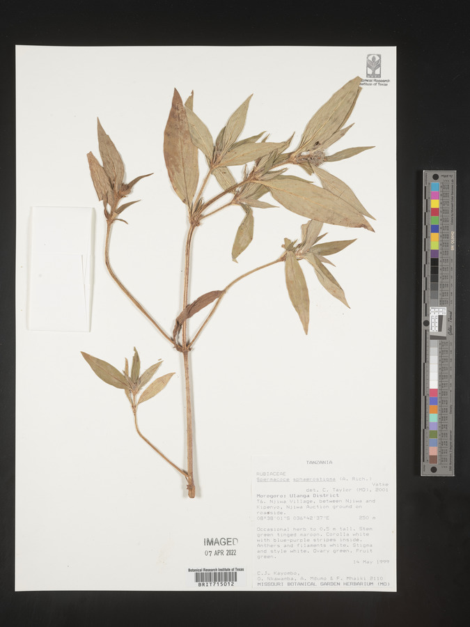 Spermacoce sphaerostigma image