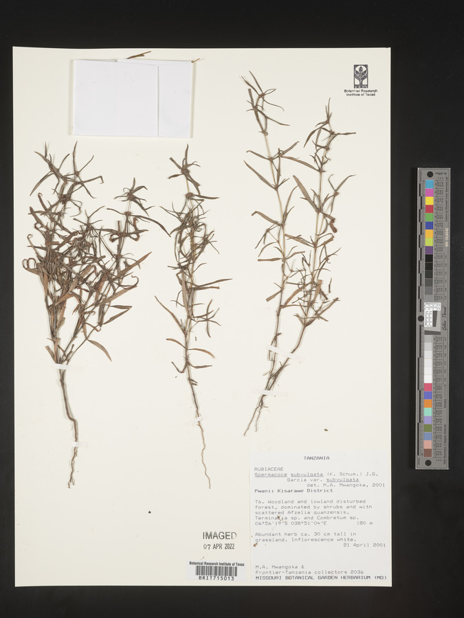 Spermacoce subvulgata var. subvulgata image