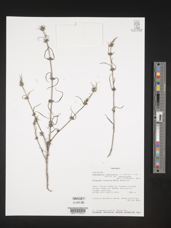 Spermacoce subvulgata var. subvulgata image