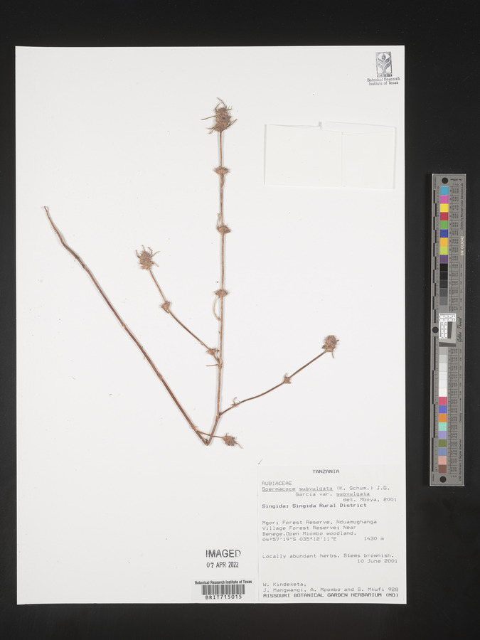 Spermacoce subvulgata var. subvulgata image