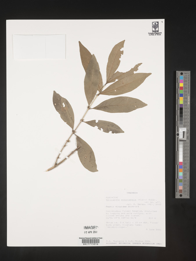 Sericanthe andongensis image