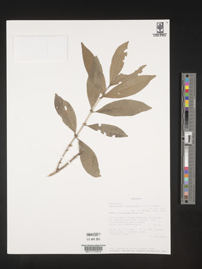 Sericanthe andongensis image