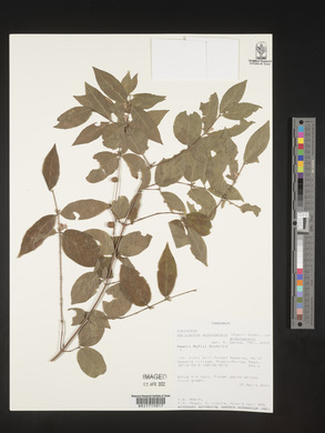 Sericanthe andongensis image