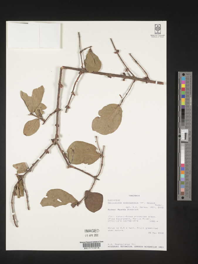 Sericanthe andongensis var. mollis image
