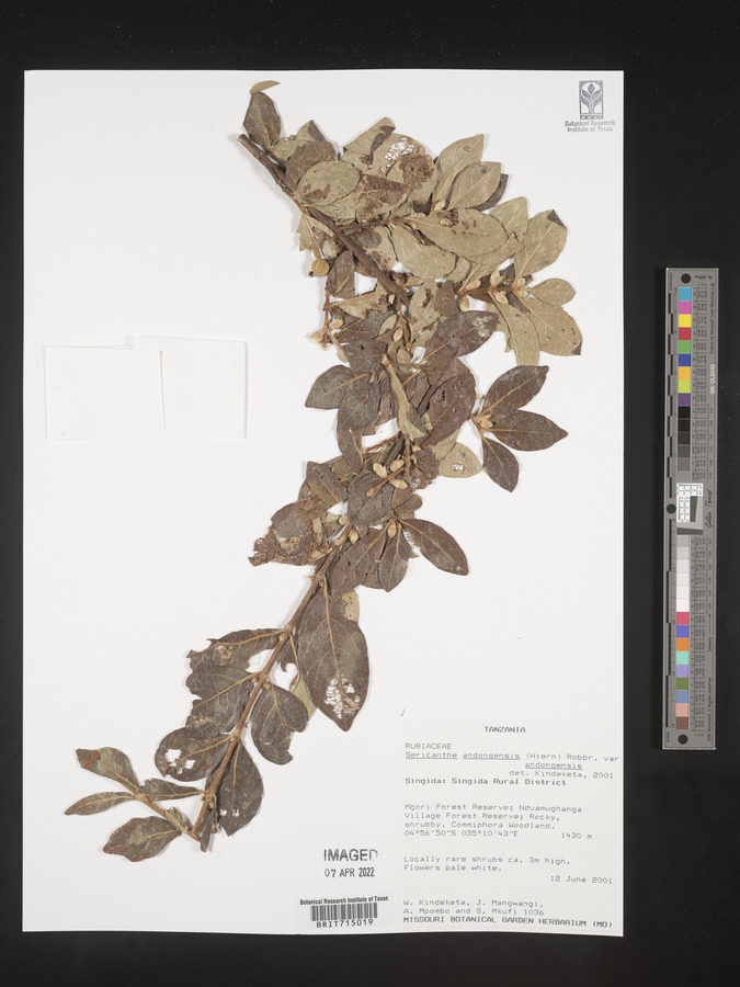 Sericanthe andongensis subsp. andongensis image