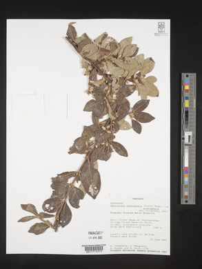 Sericanthe andongensis image