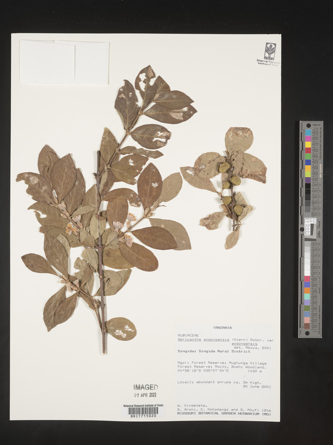 Sericanthe andongensis var. andongensis image