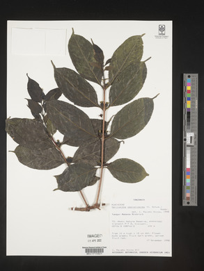 Sericanthe odoratissima image