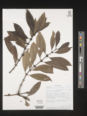 Media resource of Saldinia longistipulata