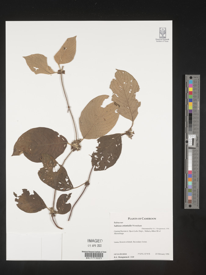 Sabicea orientalis image