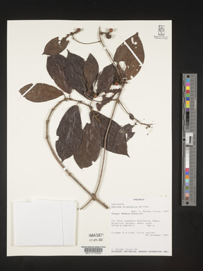 Sabicea orientalis image