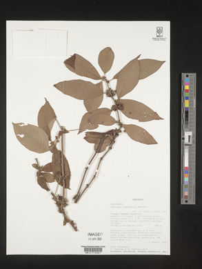 Sabicea orientalis image