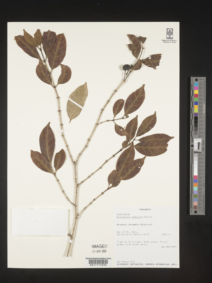 Rytigynia obscura image