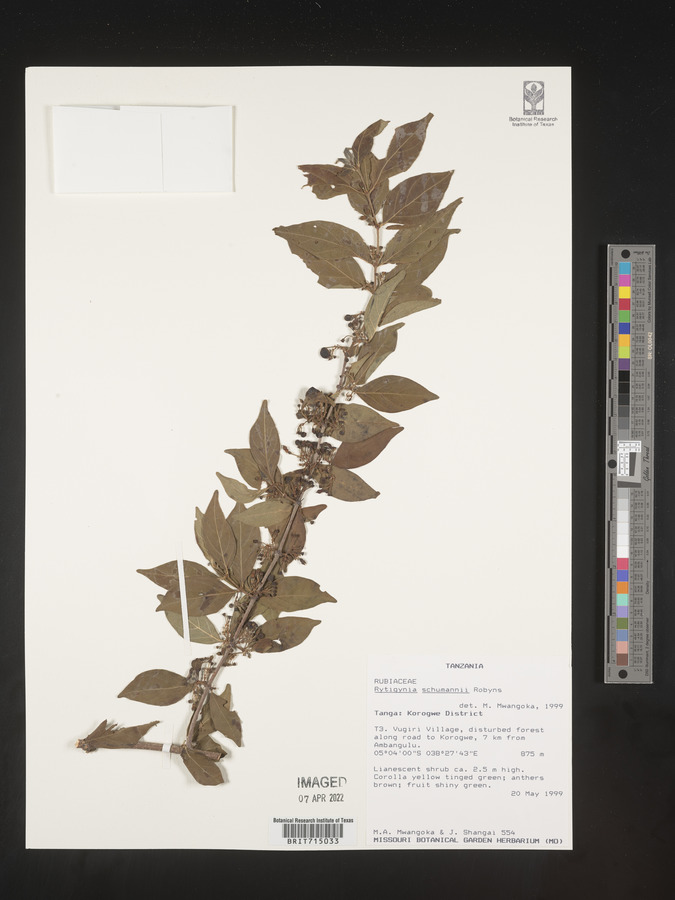Rytigynia uhligii image
