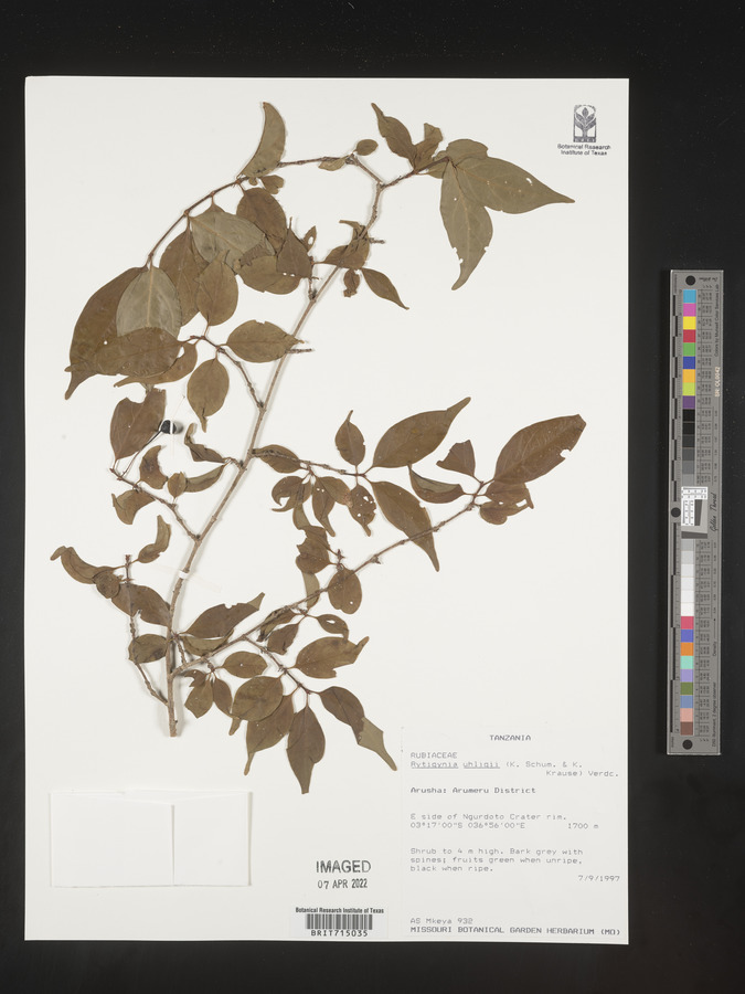 Rytigynia uhligii image