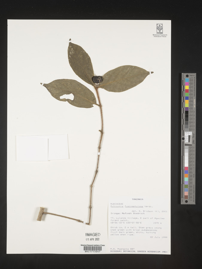 Vangueria fuscosetulosa image