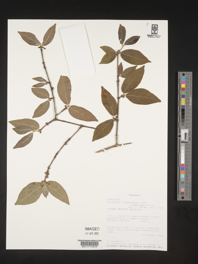 Rytigynia lichenoxenos subsp. glabrituba image