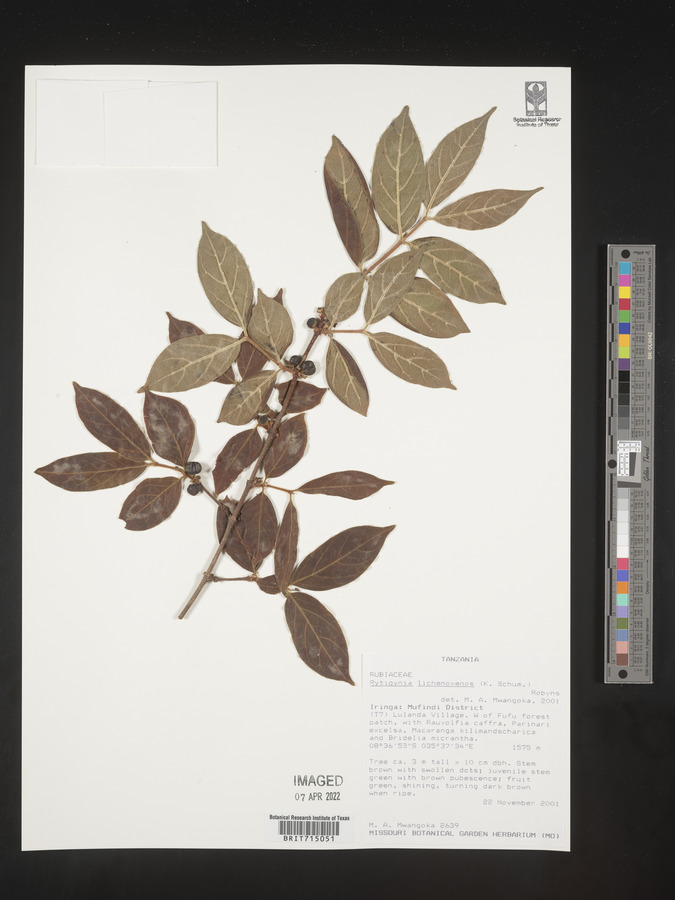Rytigynia lichenoxenos image