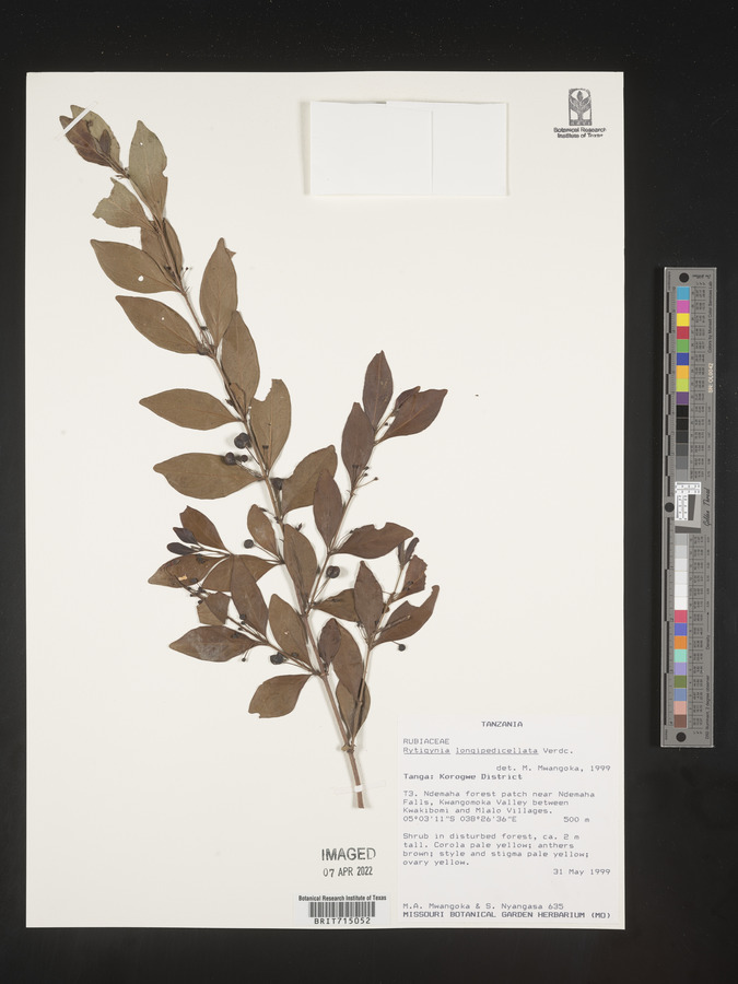 Rytigynia longipedicellata image
