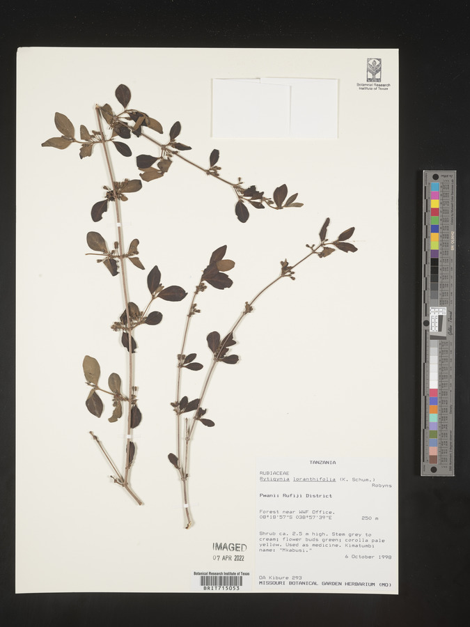 Vangueria loranthifolia image