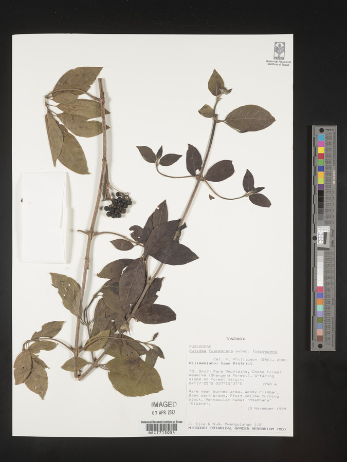 Rutidea fuscescens subsp. fuscescens image